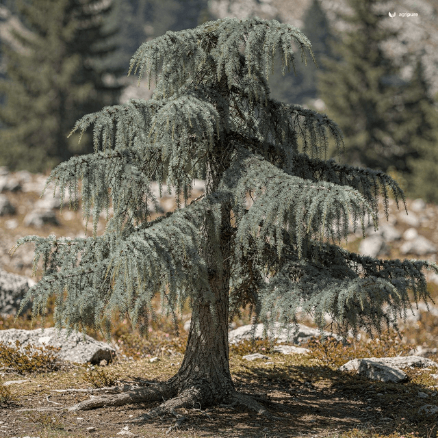 Deodar Cedar (Cedrus deodara)