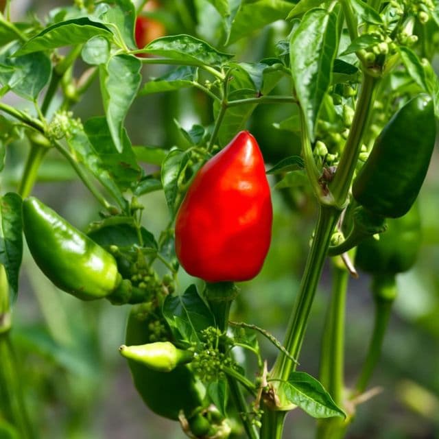 Chili Pepper (Capsicum annuum)