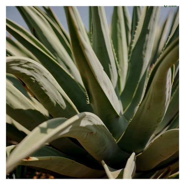 Pioneer Caralluma (Caralluma edulis)