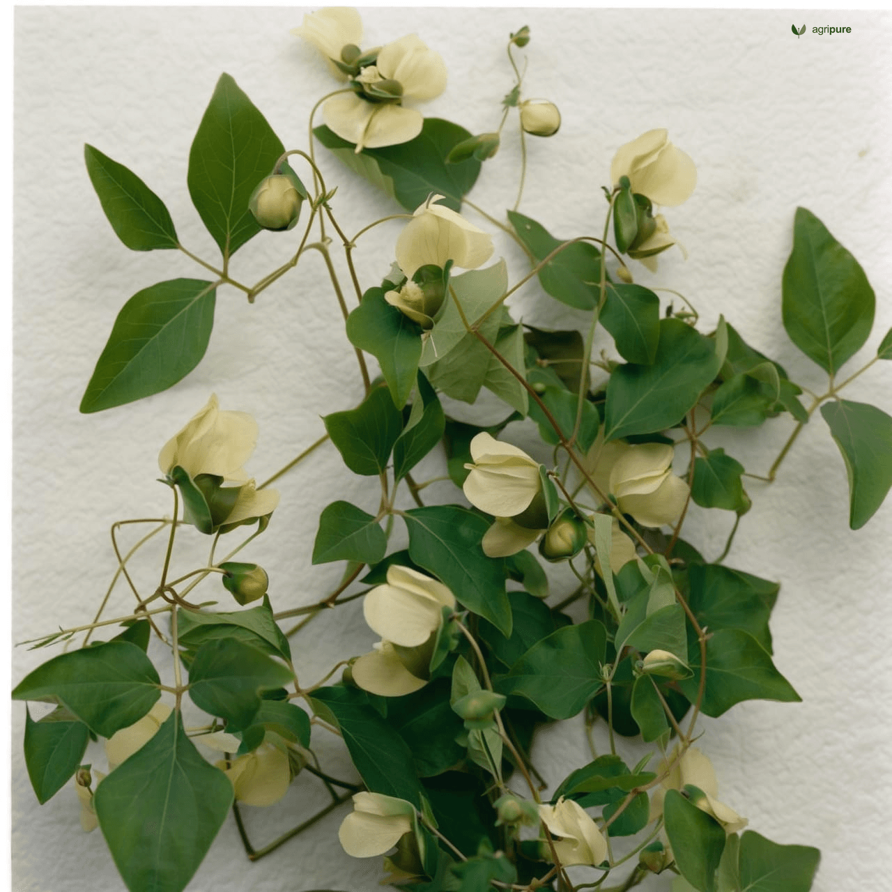 Centro (Centrosema pubescens)