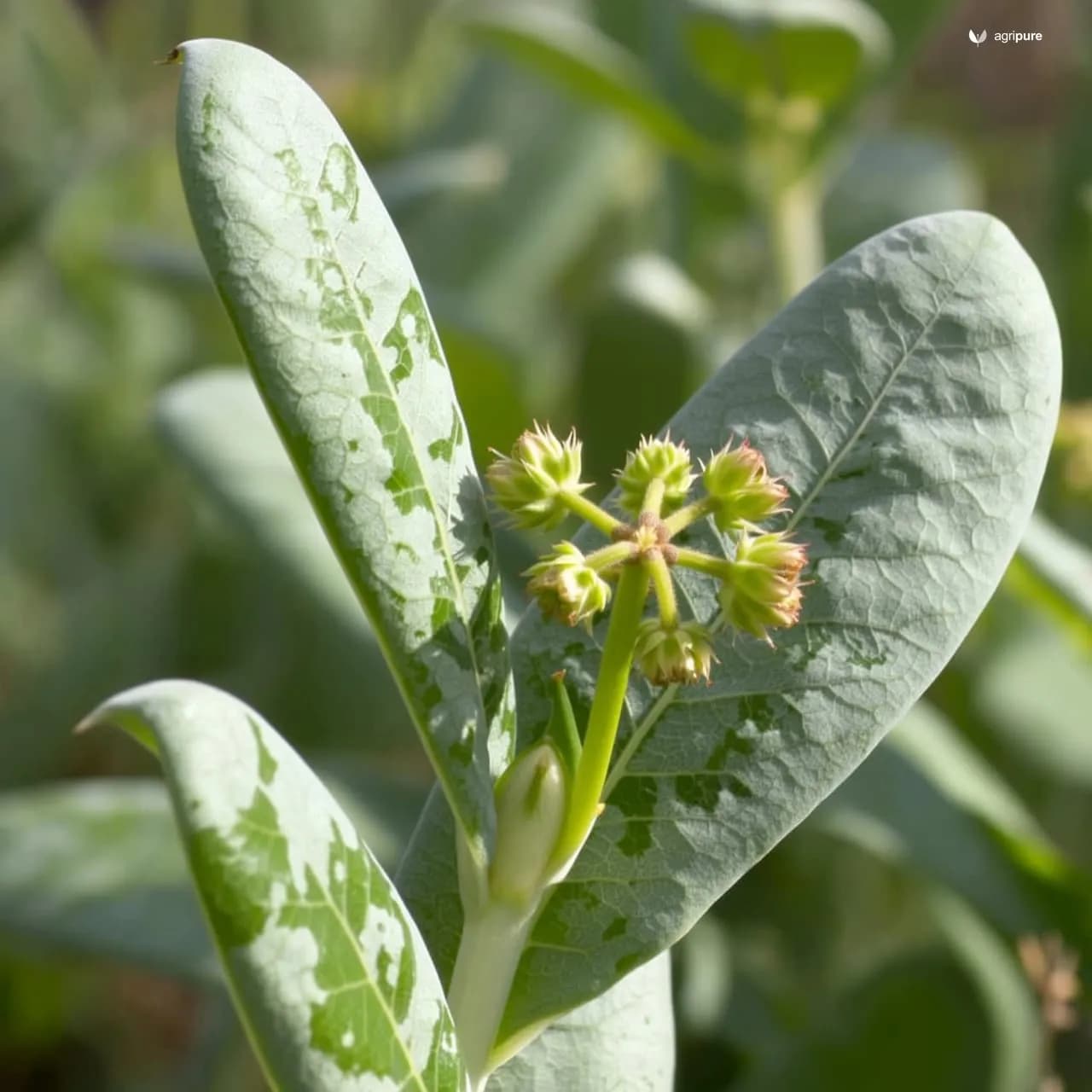 Bathua (Chenopodium album)