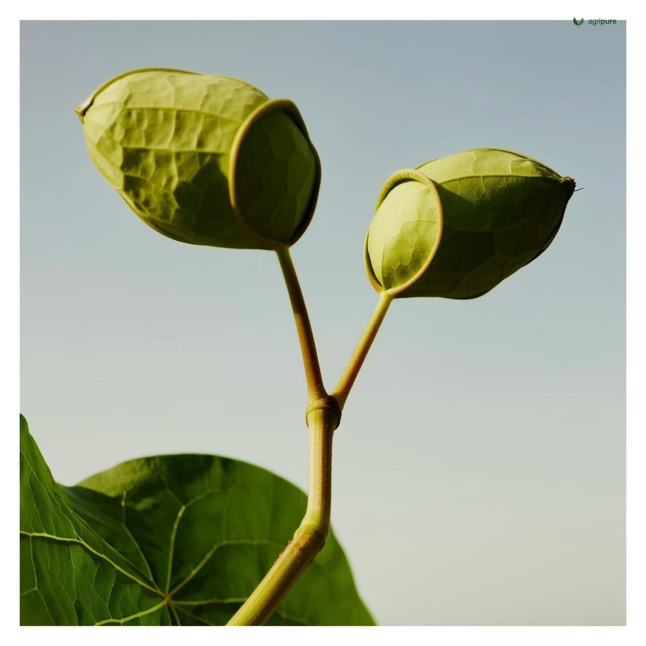 Balloon Vine (Cardiospermum halicacabum)