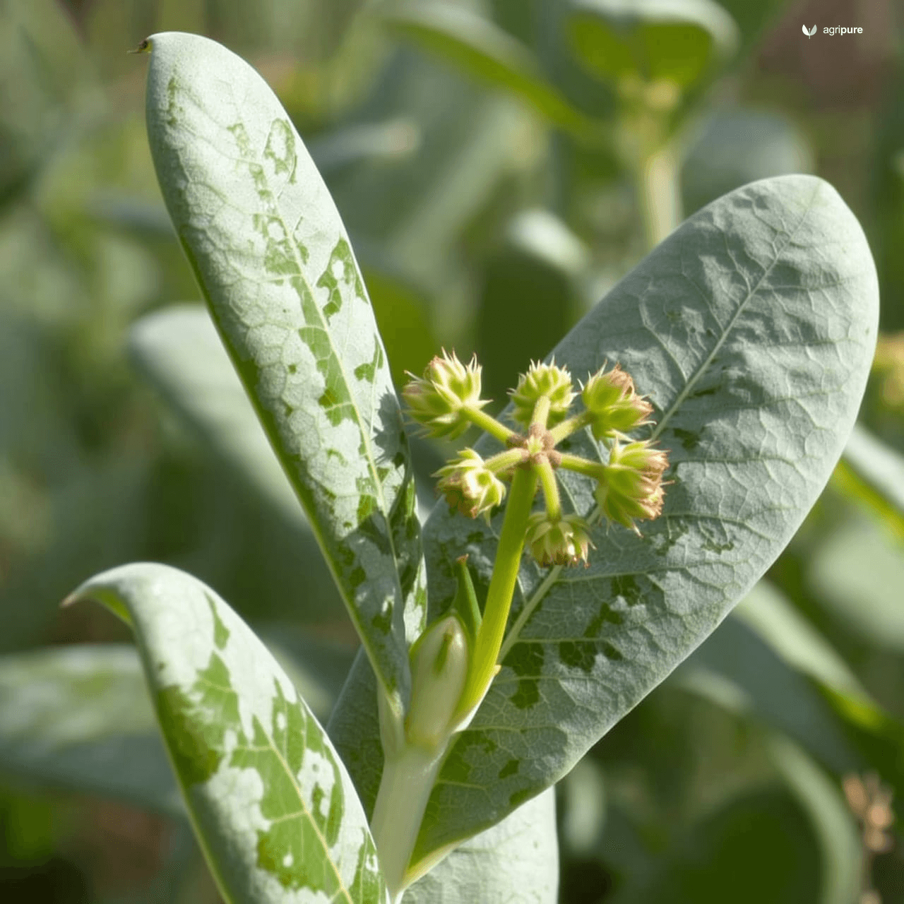 Bathua (Chenopodium album)
