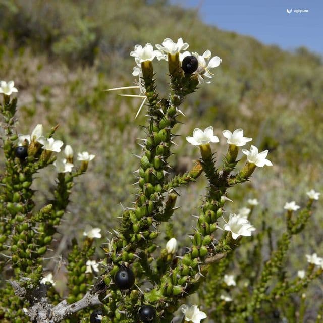 Wild Karonda (Carissa spinarum)