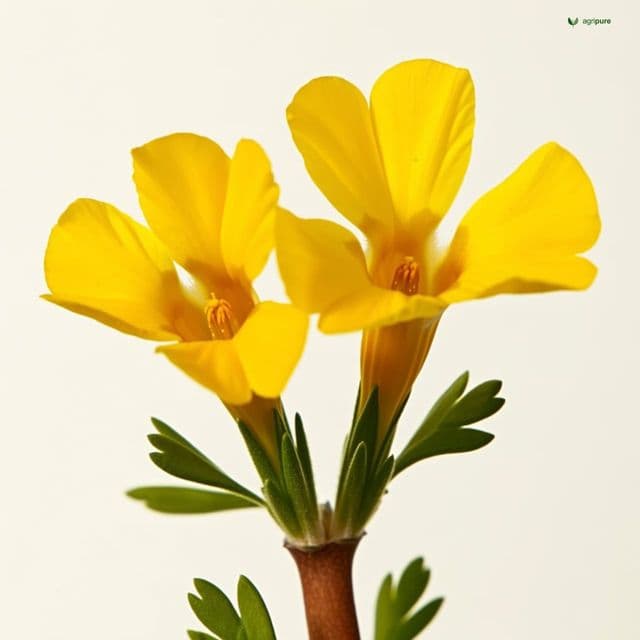 Tanner’s Cassia (Senna auriculata)