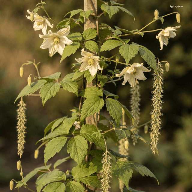 Himalayan Clematis (Snow Creeper) (Clematis buchananiana)