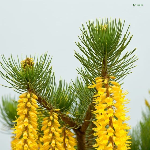 Golden Shower (Cassia fistula)