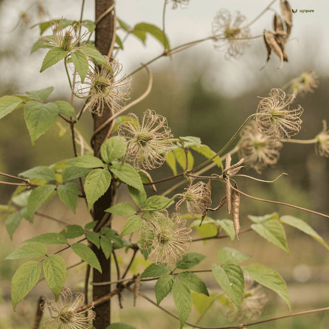 Smallflower Clematis (Clematis grata)