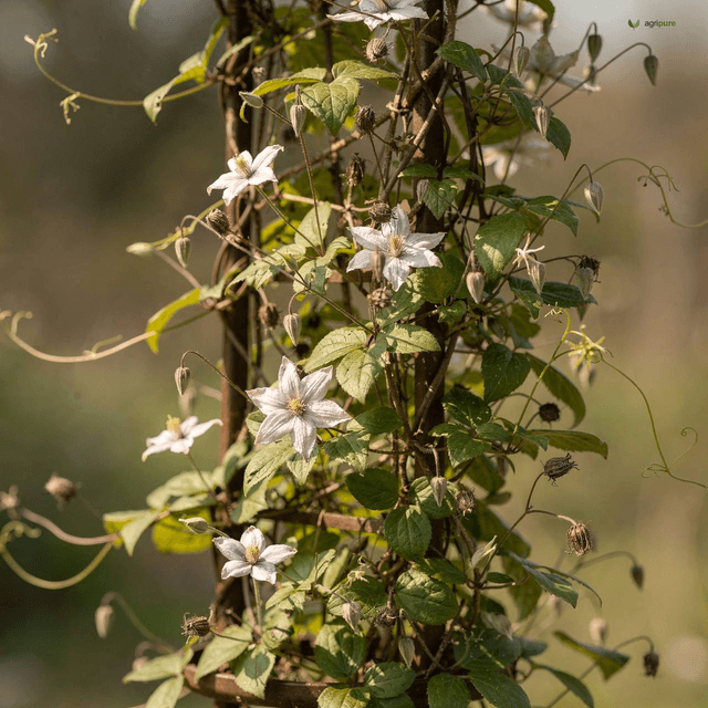 Himalayan Clematis (Clematis montana)
