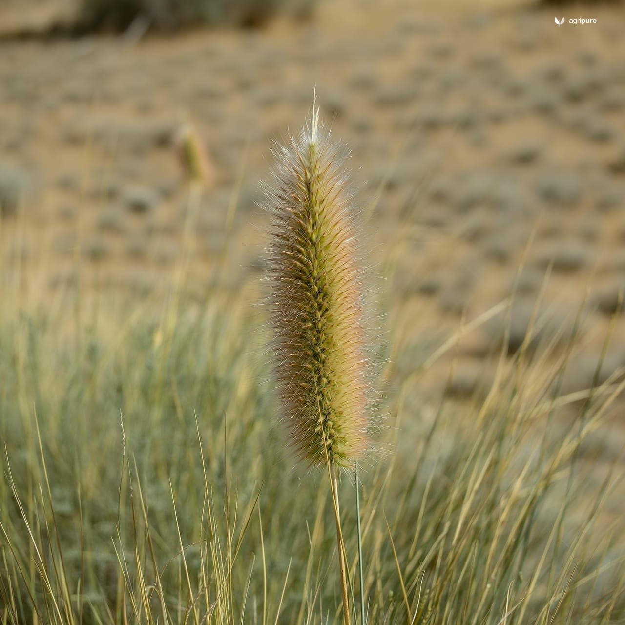 Buffel Grass (Cenchrus ciliaris)
