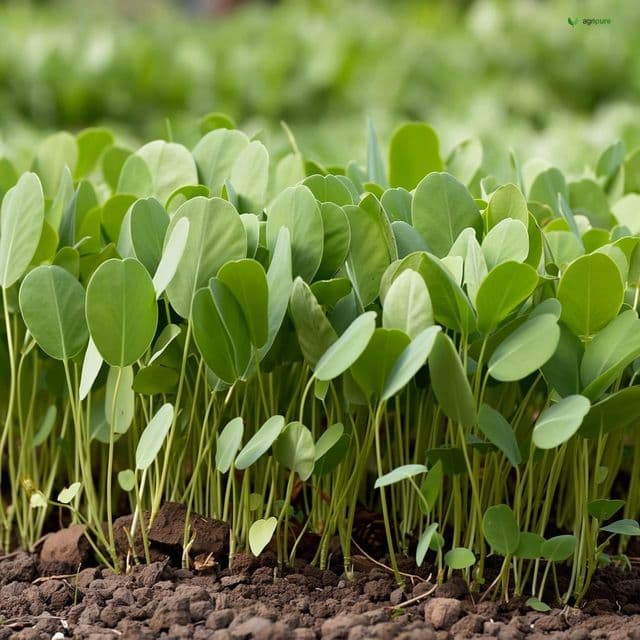 Gotu Kola (Centella asiatica)