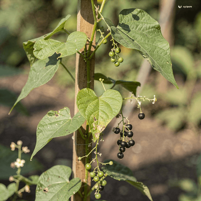 Broom Creeper (Ink Berry Vine) (Cocculus hirsutus)