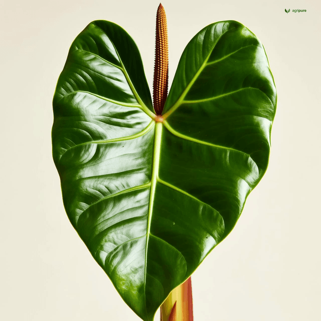 Taro (Colocasia esculenta)