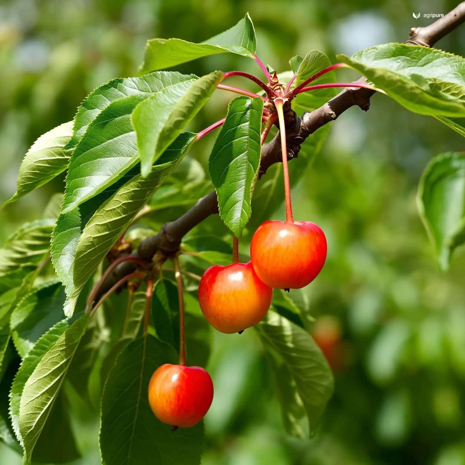 Cherry — sour (Morello) (Prunus cerasus cv. Morello)