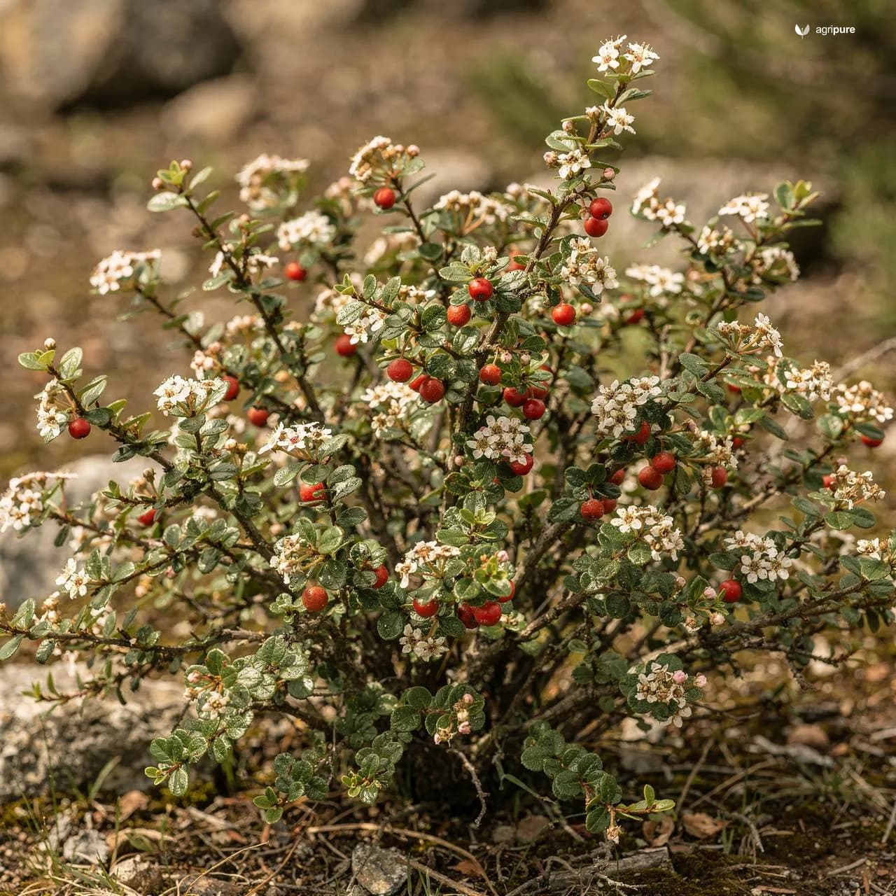 Roundleaf Cotoneaster (Cotoneaster nummularius)