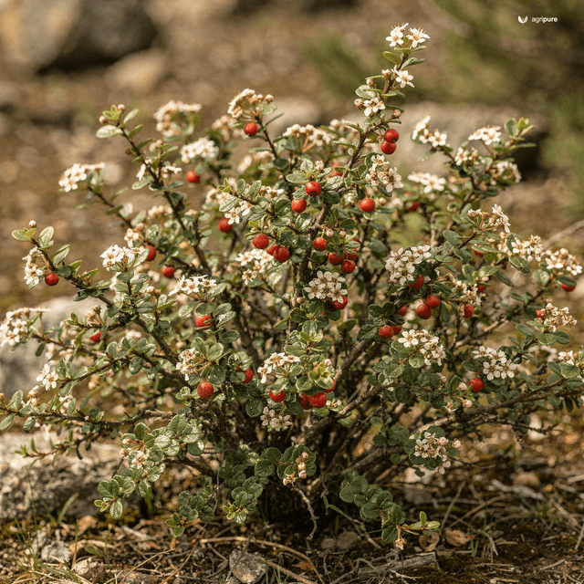 Roundleaf Cotoneaster (Cotoneaster nummularius)