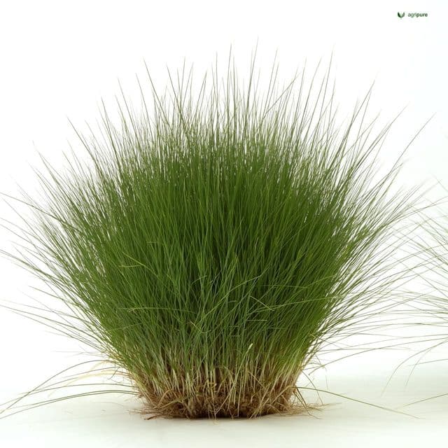 Vetiver (Chrysopogon zizanioides)