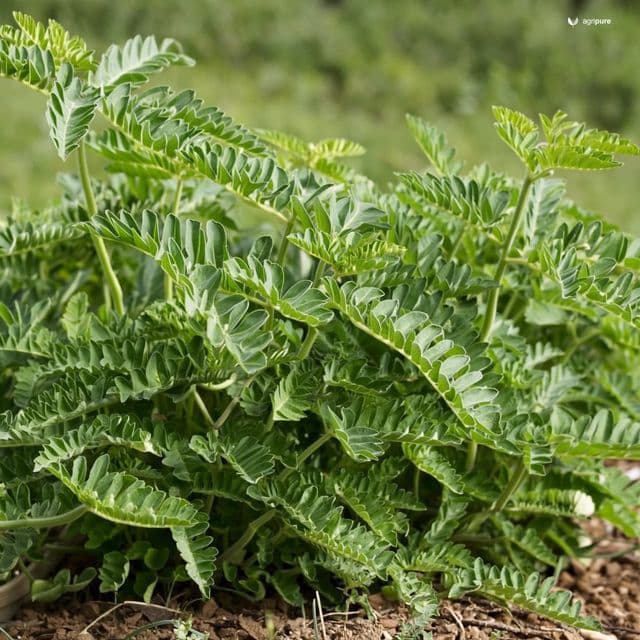 Chickpea (Cicer arietinum)