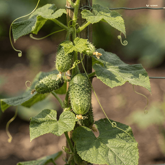 Prophet’s Cucumber (Globe Cucumber) (Cucumis prophetarum)