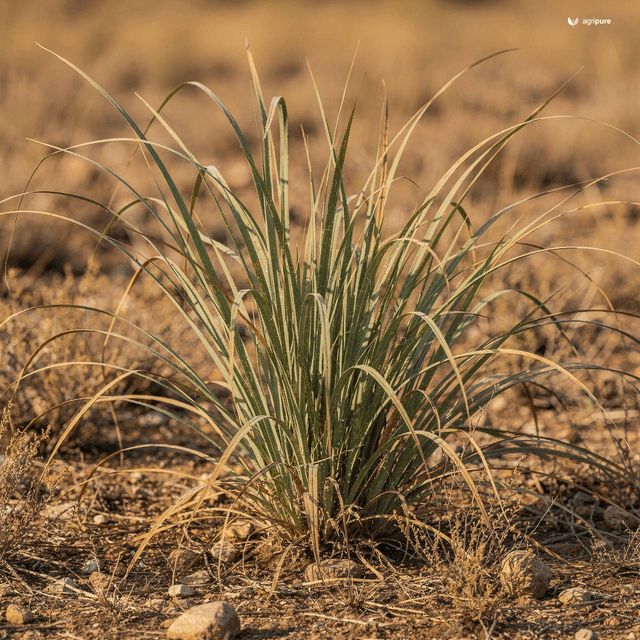 Jwarancusa Lemongrass (Cymbopogon jwarancusa)