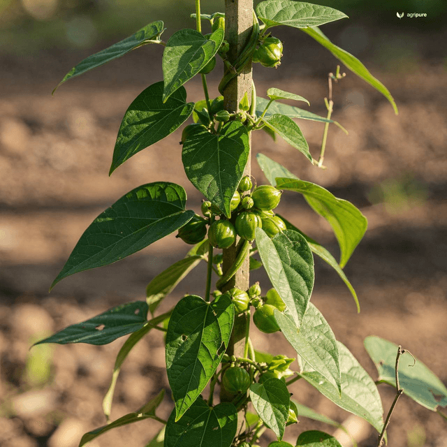 Stranglewort (Soldier Vine) (Cynanchum acutum)