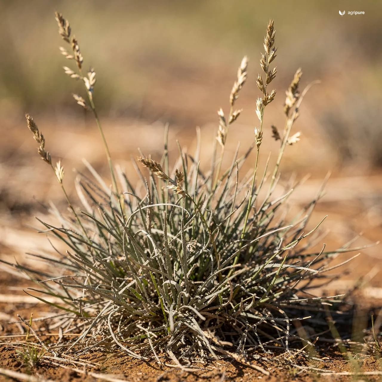 Bermuda Grass (Cynodon dactylon)