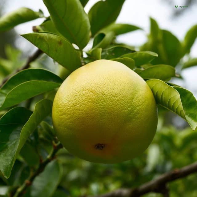 Grapefruit — Marsh (Citrus paradisi cv. Marsh)