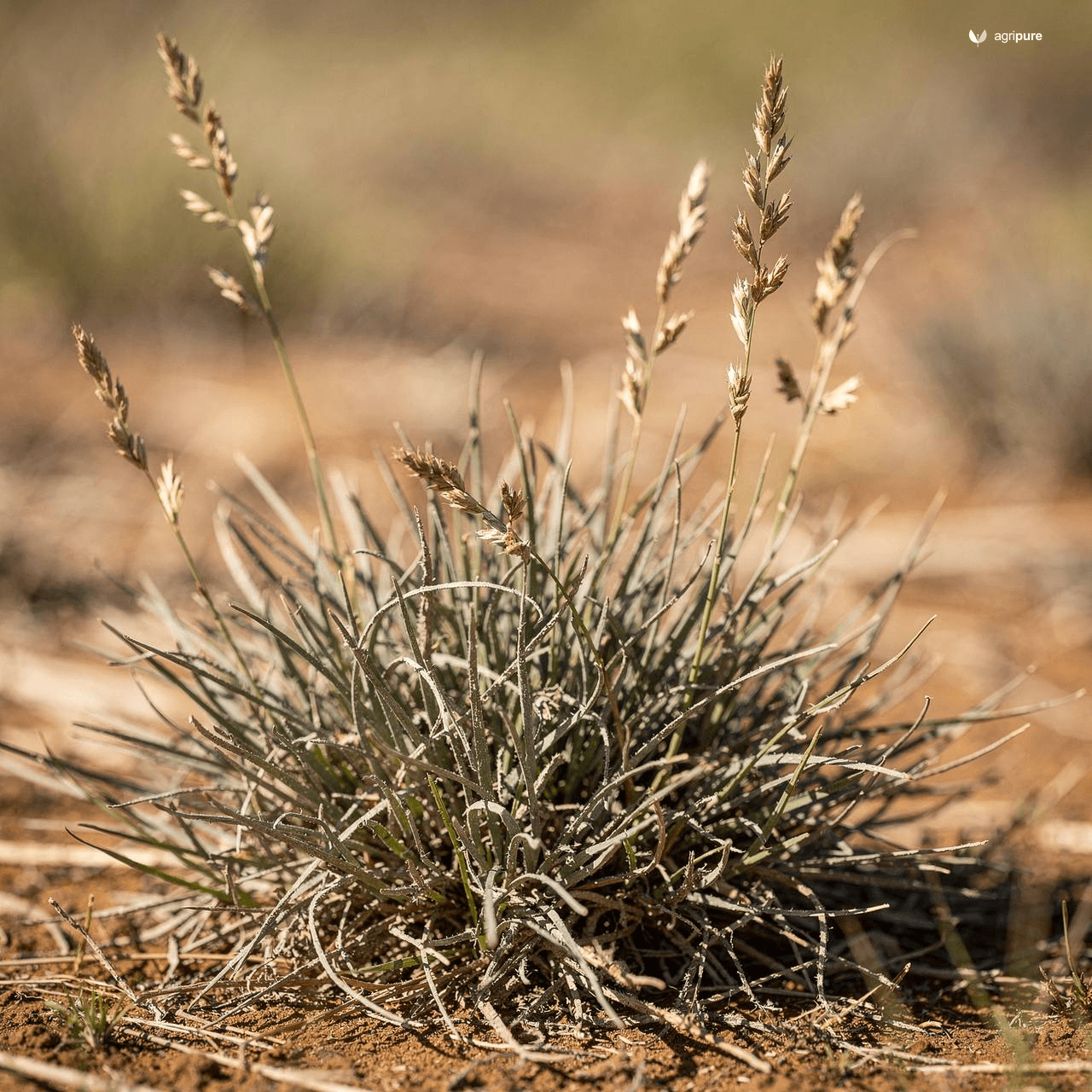 Bermuda Grass (Bahama Grass) (Cynodon dactylon)