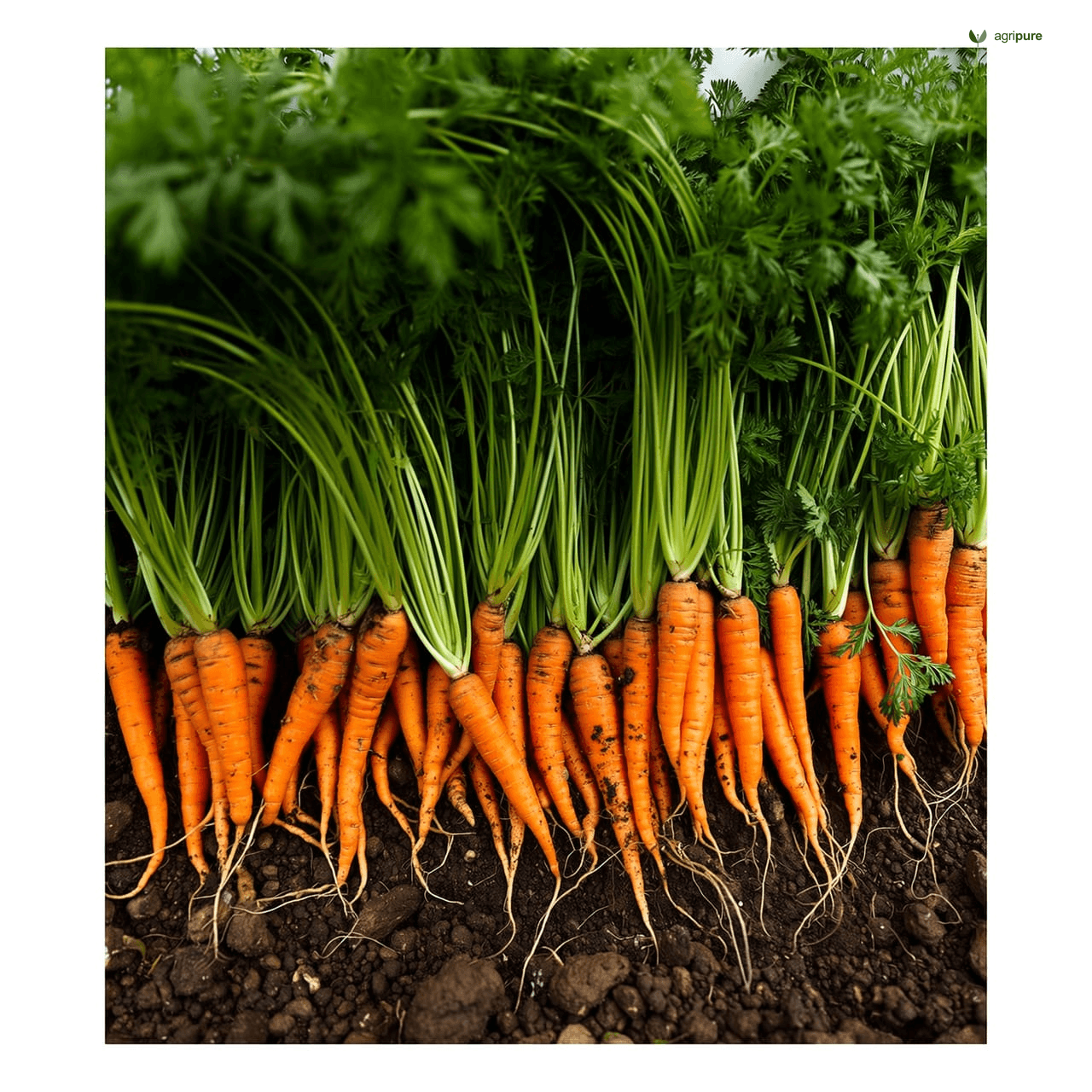 Carrot (Daucus carota)