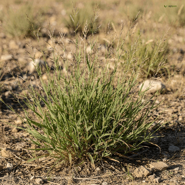 Ringed Dichanthium (Dichanthium annulatum)