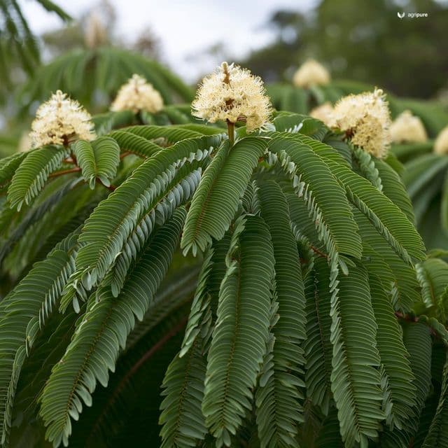 Siris (Albizia lebbeck)
