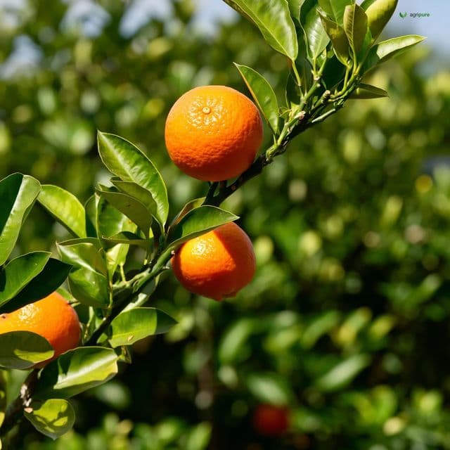 Malta blood orange (Citrus sinensis cv. Malta)