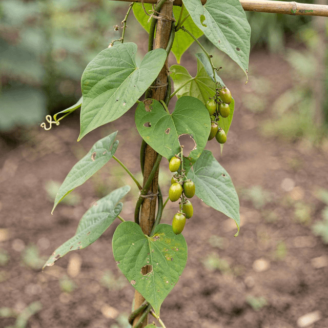 Wild Yam (Dioscorea deltoidea)