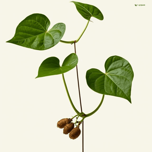 Lesser Yam (Dioscorea esculenta)