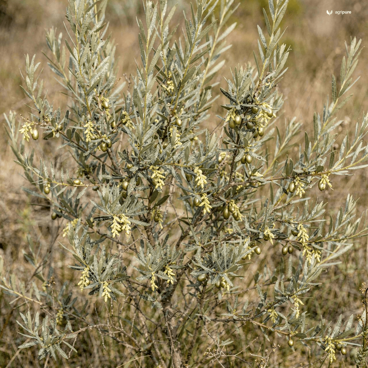 Russian Olive (Elaeagnus angustifolia)