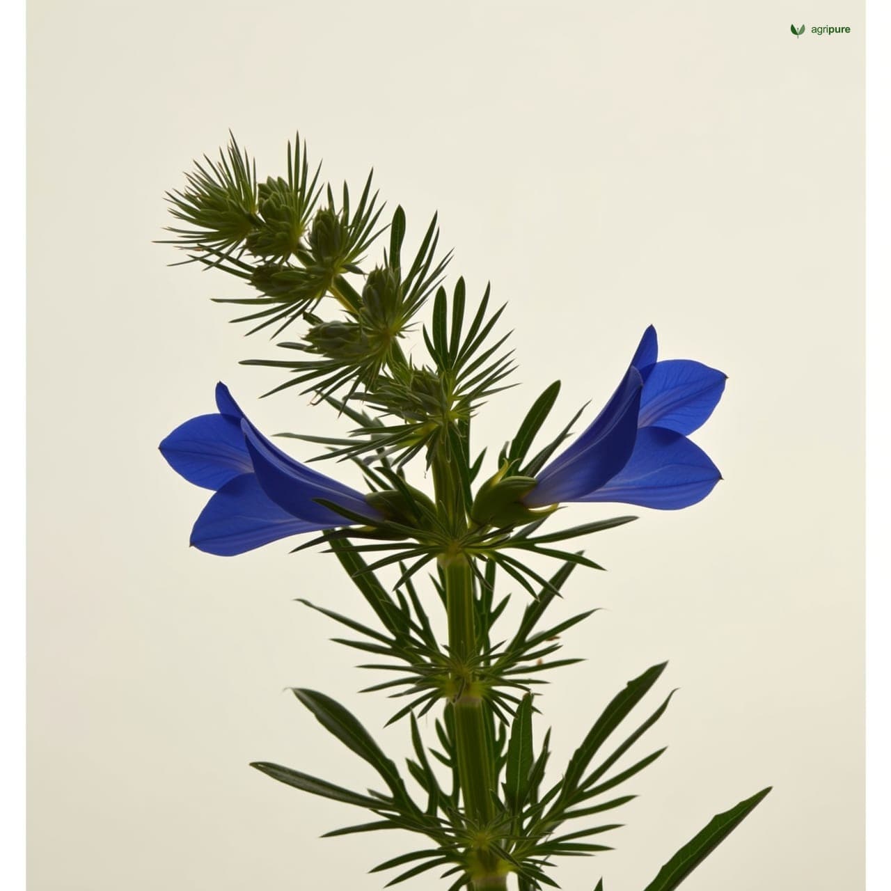 Butterfly Pea (Clitoria ternatea)