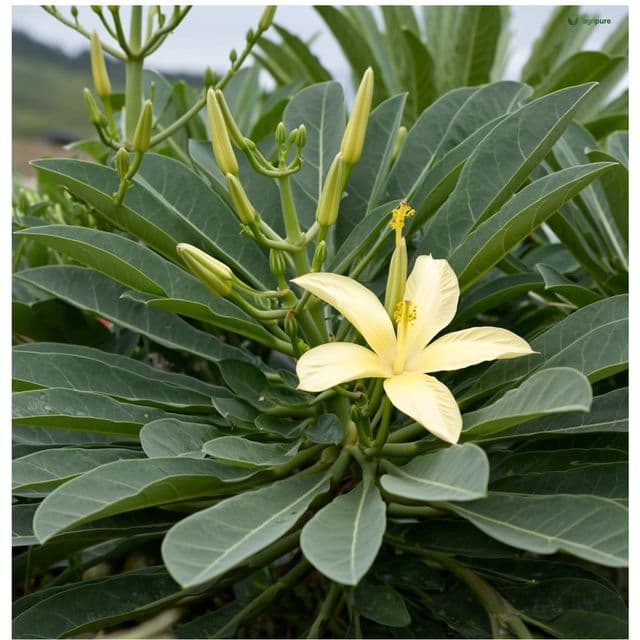 Okra (Abelmoschus esculentus)