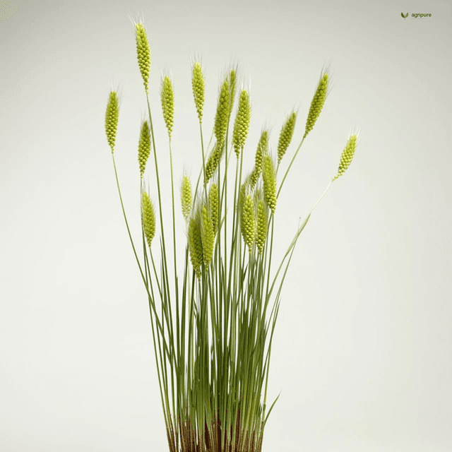 Finger Millet (Eleusine coracana)