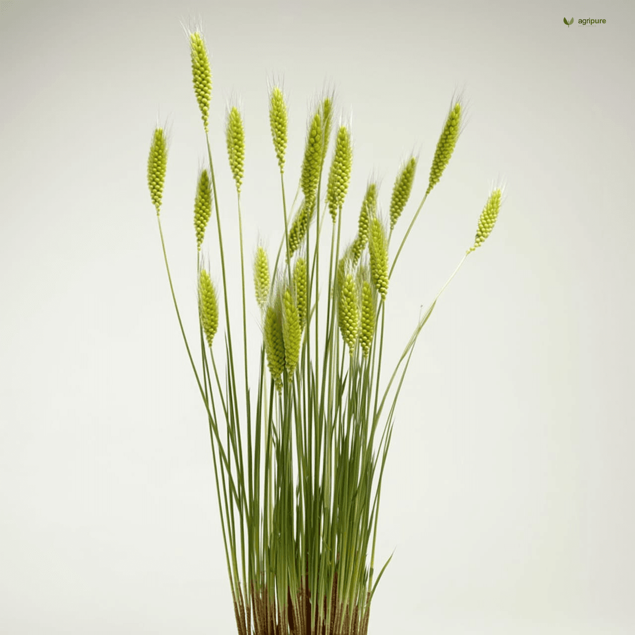 Finger Millet (Eleusine coracana)