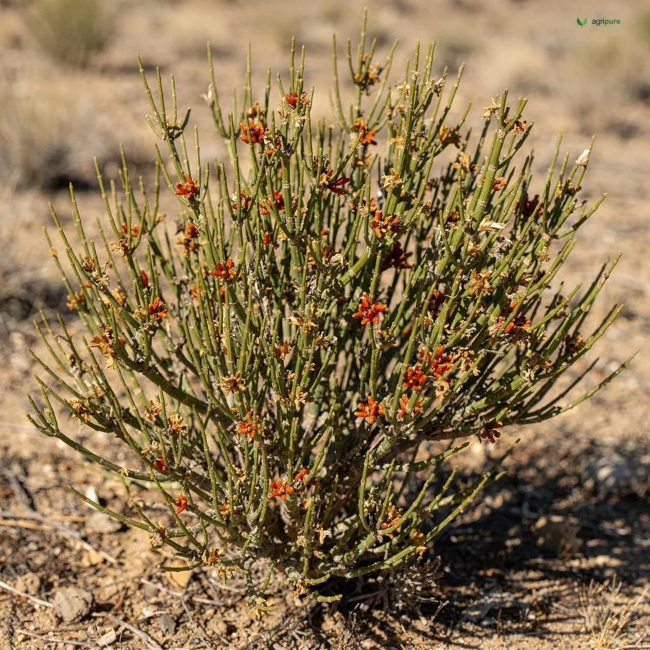 Jute Mallow (Corchorus olitorius)