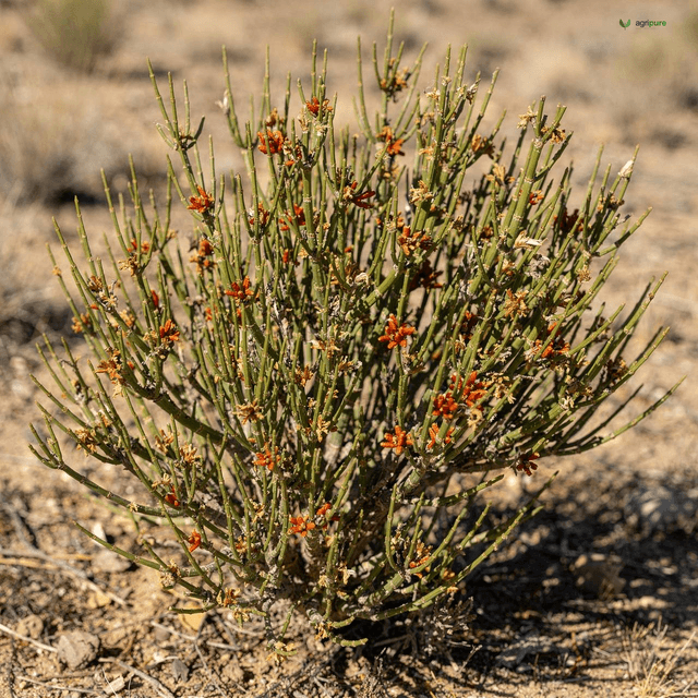 Intermediate Joint-Pine (Ephedra) (Ephedra intermedia)