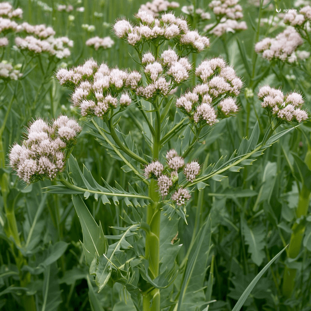 Buckwheat (Fagopyrum esculentum)