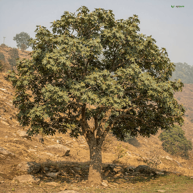 Punjab Fig (Wild Himalayan Fig) (Ficus palmata)