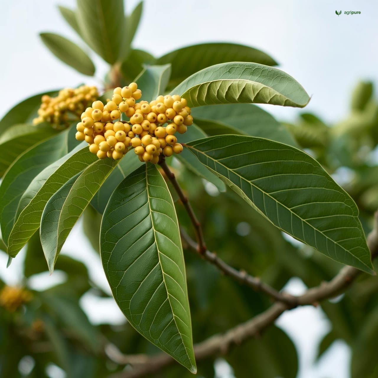 Assyrian Plum (Cordia myxa)