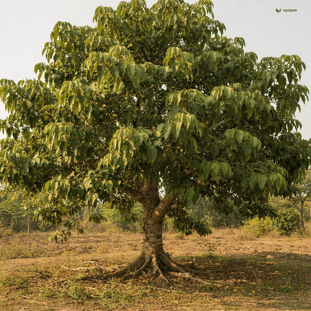 Sacred Fig (Ficus religiosa)