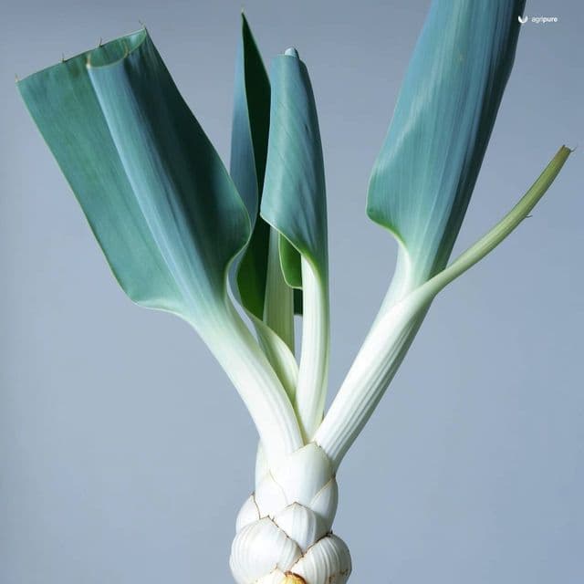 Leek (Allium ampeloprasum)