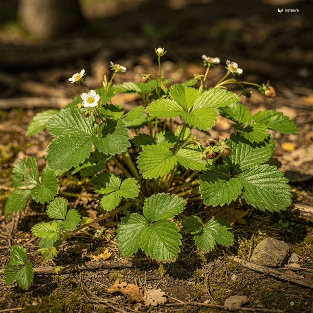 Wild Himalayan Strawberry (Fragaria nubicola)