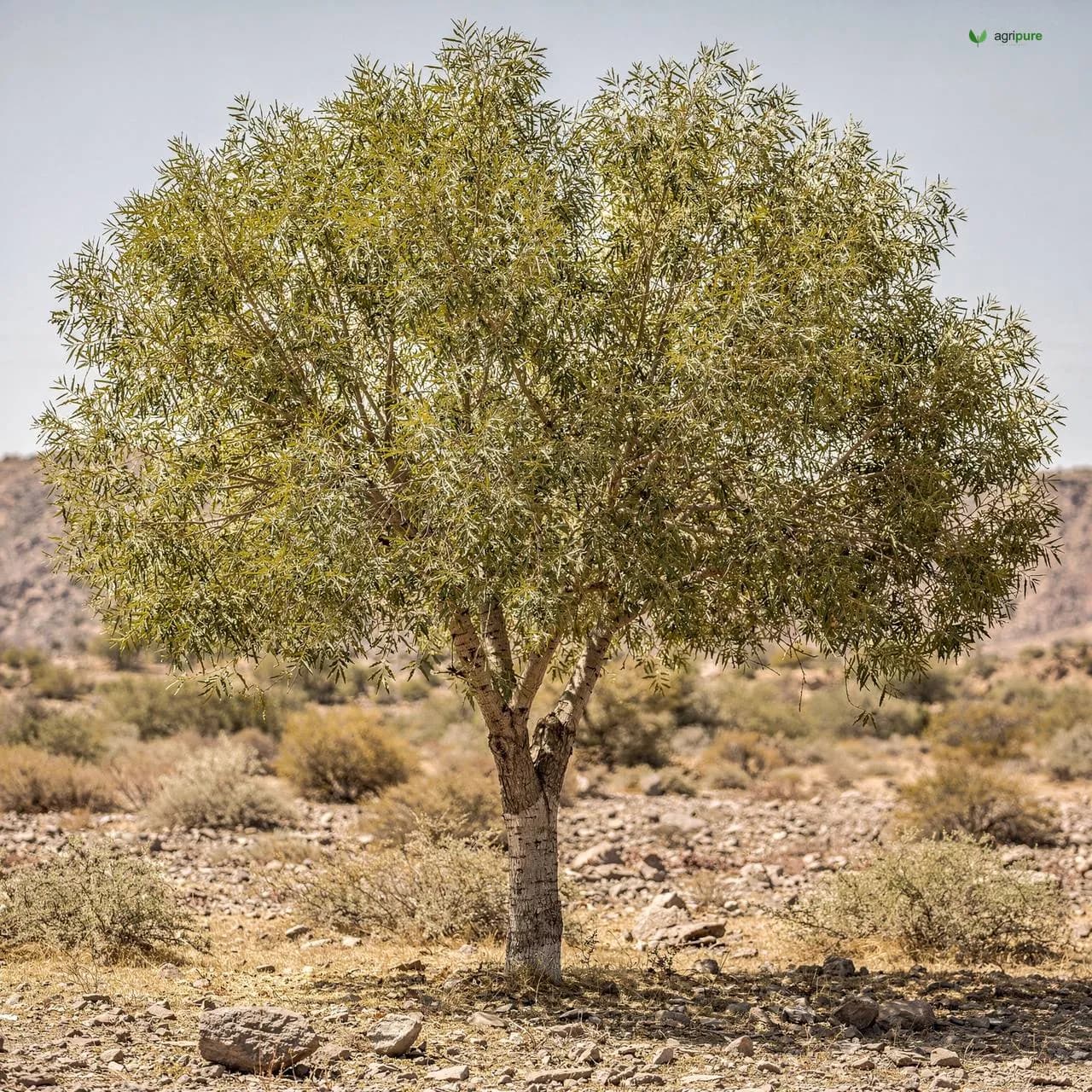 Afghan Ash (Fraxinus xanthoxyloides)