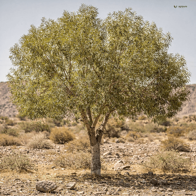 Afghan Ash (Fraxinus xanthoxyloides)