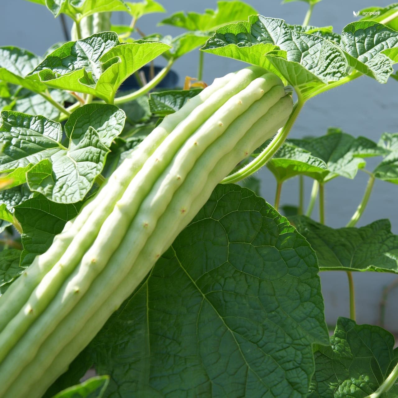 Armenian Cucumber (Cucumis melo var. flexuosus)
